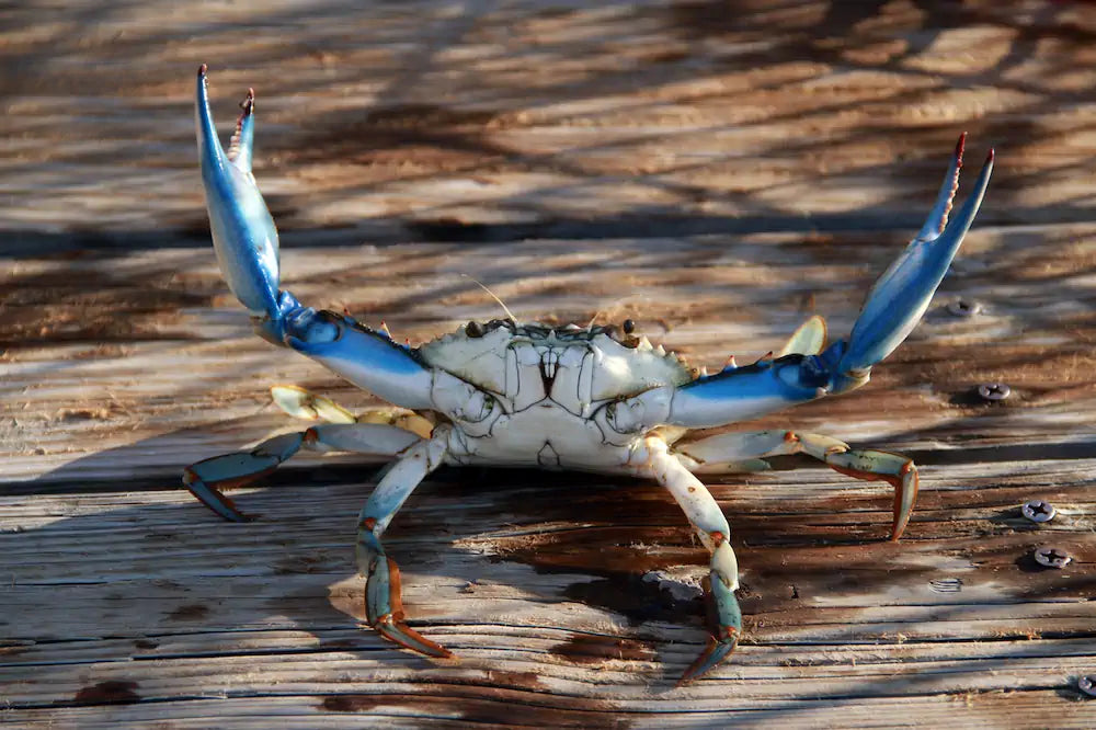 Do Crabs Get Mad?